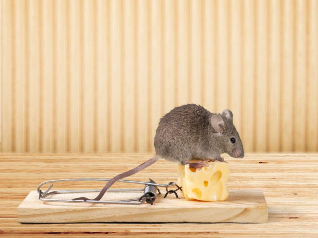 Connecticut Termite and Pest Control are experts at mouse extermination in Connecticut..